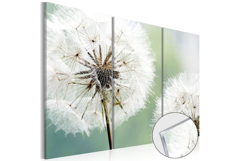 Billede I Akryl Fluffy Dandelions 120x80 - Artgeist sp. z o. o. - Boligtilbehør - Billeder & kunst