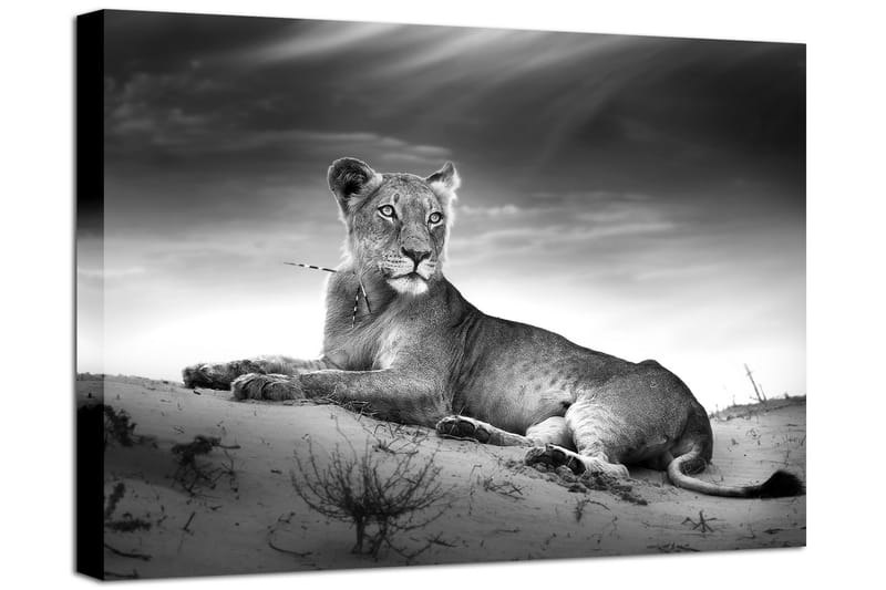 Billede Canvas Lioness - 75x100 - Billeder på lærred