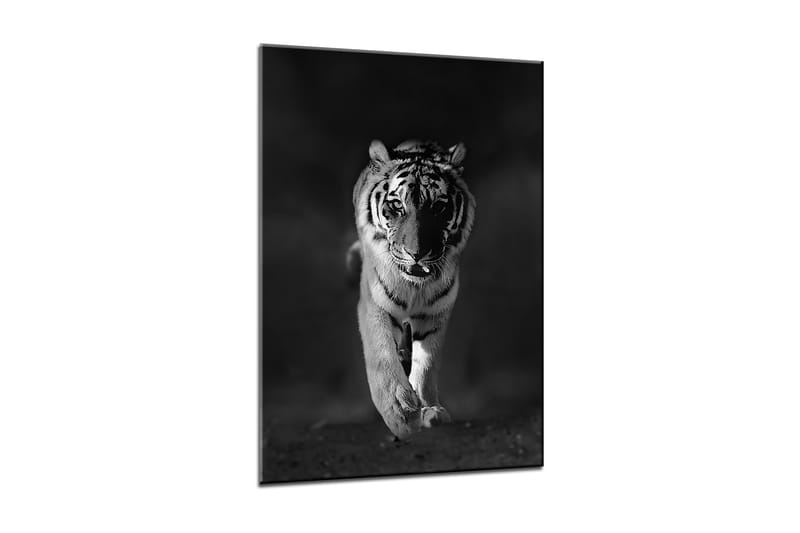 Billede Canvas Tiger - 50x70 cm - Boligtilbehør - Billeder & kunst - Billeder på lærred