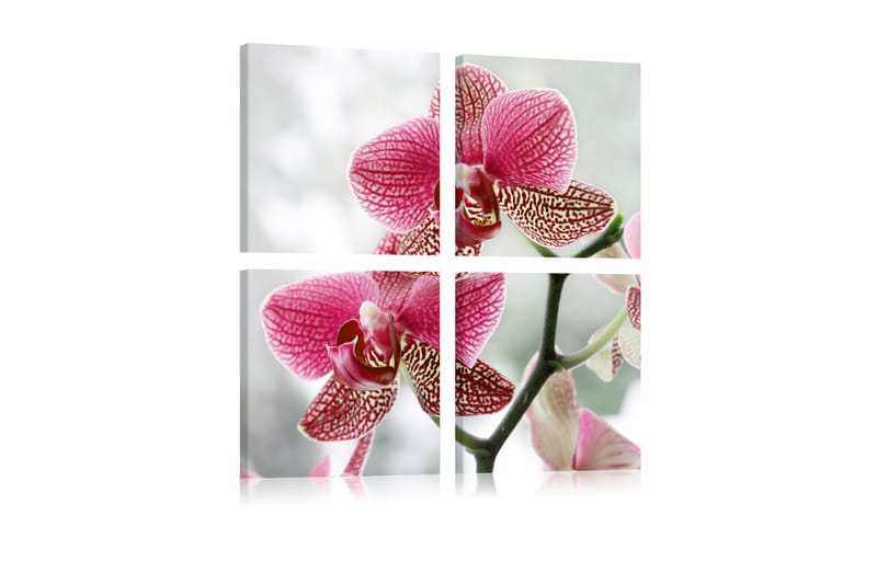 Billede Fancy Orchid 60x60 - Artgeist sp. z o. o. - Boligtilbehør - Billeder & kunst - Billeder på lærred