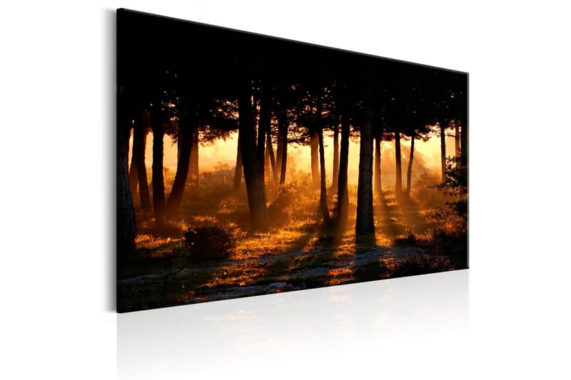 Billede Forest Dawn 120x80 - Artgeist sp. z o. o. - Boligtilbehør - Billeder & kunst - Billeder på lærred