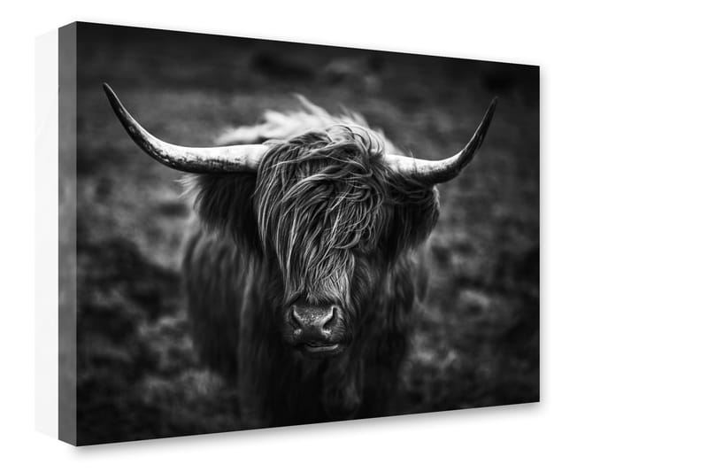 Billede Highland Horn - 75x100 - Boligtilbehør - Billeder & kunst - Billeder på lærred