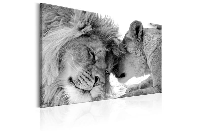 Billede Lion's Love 90x60 - Artgeist sp. z o. o. - Billeder på lærred