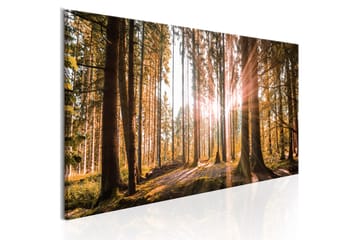 Billede Small Natural Wonders 120x40