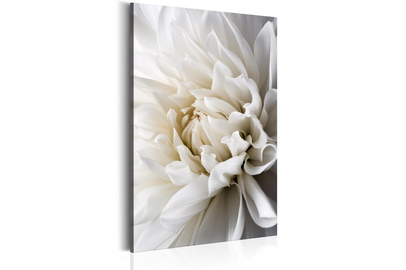 Billede White Dahlia 40x60 - Artgeist sp. z o. o. - Boligtilbehør - Billeder & kunst - Billeder på lærred