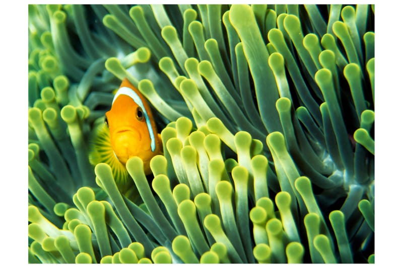 Canvastavle Anemonefish 200x154 - Artgeist sp. z o. o. - Boligtilbehør - Vægdekoration - Tapeter - Fototapeter