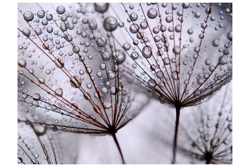 Canvastavle Dandelion And Morning Dew 250x193 - Artgeist sp. z o. o. - Boligtilbehør - Vægdekoration - Tapeter - Fototapeter