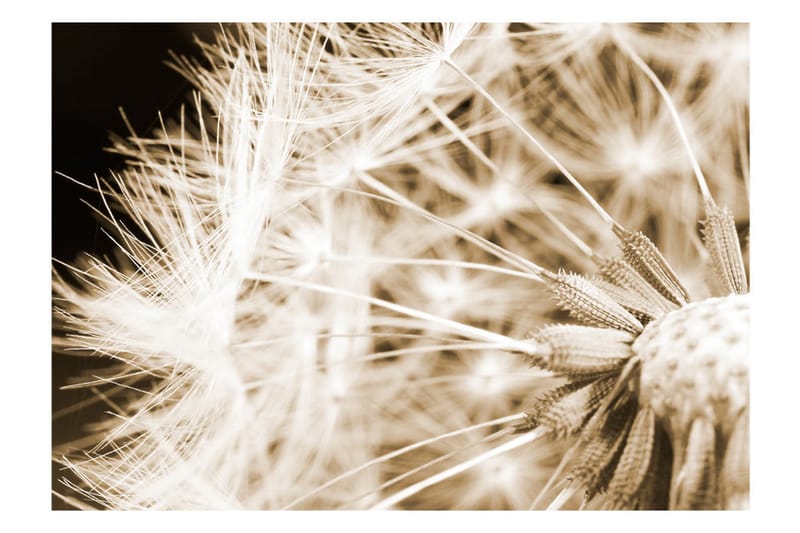 Canvastavle Dandelion Sepia 100x70 - Artgeist sp. z o. o. - Boligtilbehør - Vægdekoration - Tapeter - Fototapeter