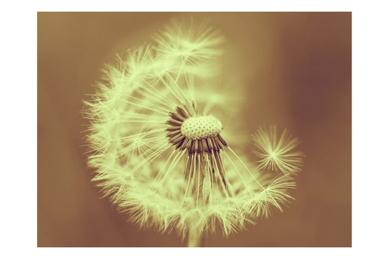 Canvastavle Dandelion Sepia 200x154 - Artgeist sp. z o. o. - Boligtilbehør - Vægdekoration - Tapeter - Fototapeter