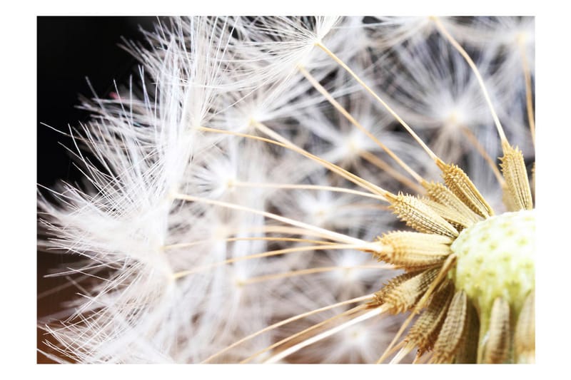 Canvastavle Fluffy Dandelion 100x70 - Artgeist sp. z o. o. - Boligtilbehør - Vægdekoration - Tapeter - Fototapeter