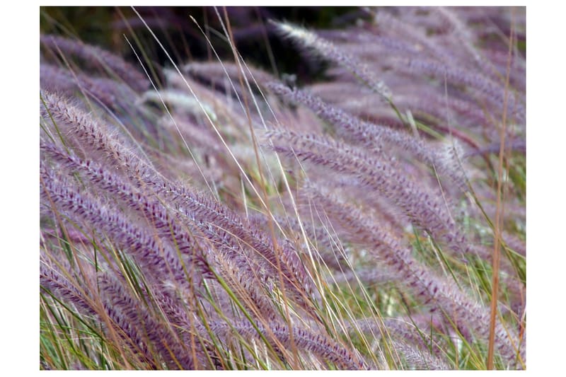 Canvastavle grøn grøn felt og lilla blomster 200x154 - Artgeist sp. z o. o. - Boligtilbehør - Vægdekoration - Tapeter - Fototapeter