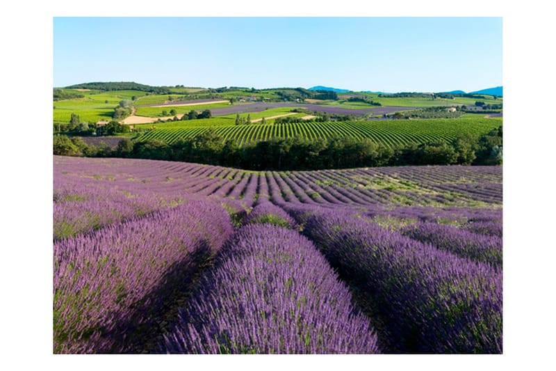 Canvastavle Lavender felt 200x154 - Artgeist sp. z o. o. - Boligtilbehør - Vægdekoration - Tapeter - Fototapeter