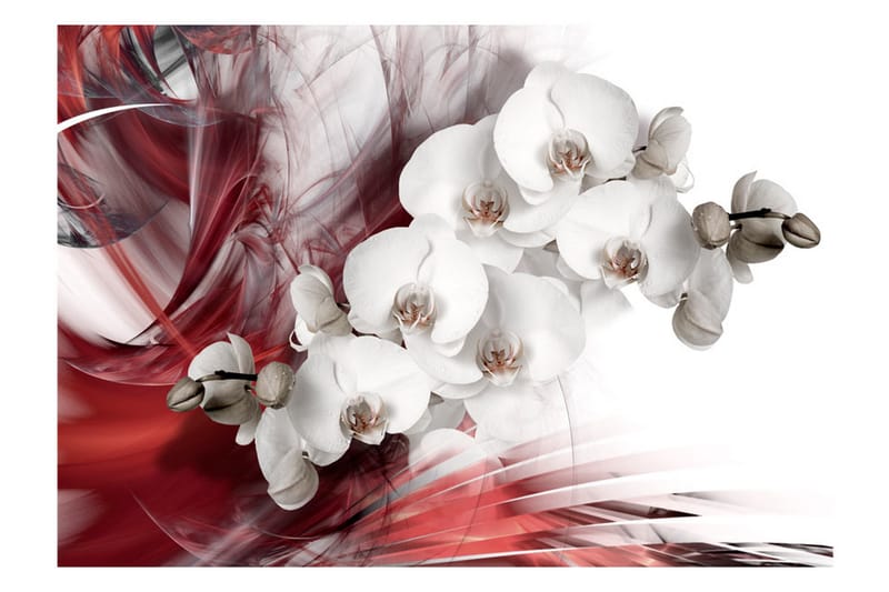 Canvastavle orkidé i rød 200x140 - Artgeist sp. z o. o. - Fototapeter