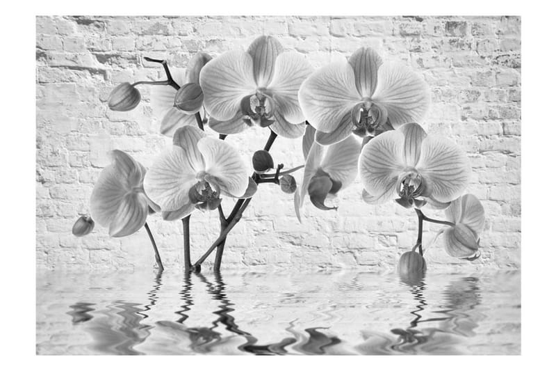 Canvastavle orkidé i skygge af grå 150x105 - Artgeist sp. z o. o. - Fototapeter