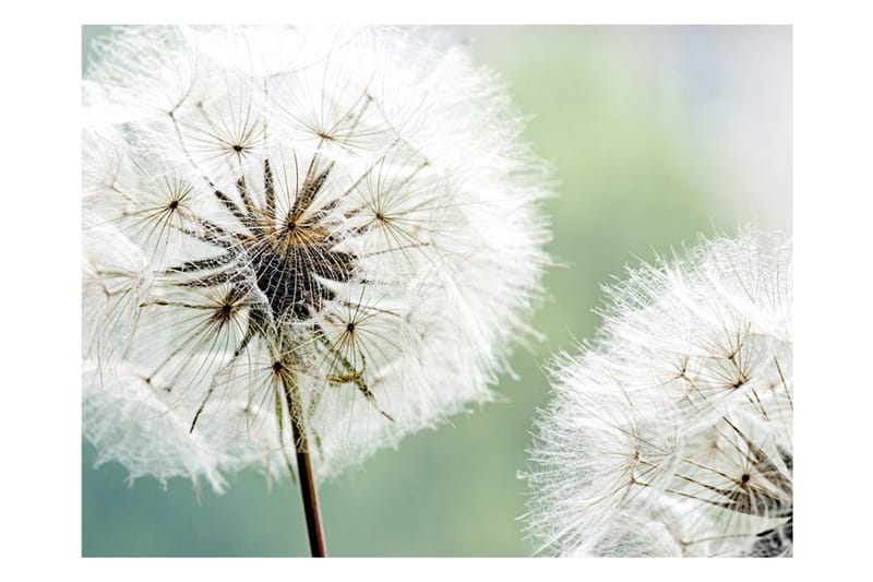 Canvastavle Two Dandelions 200x154 - Artgeist sp. z o. o. - Boligtilbehør - Vægdekoration - Tapeter - Fototapeter