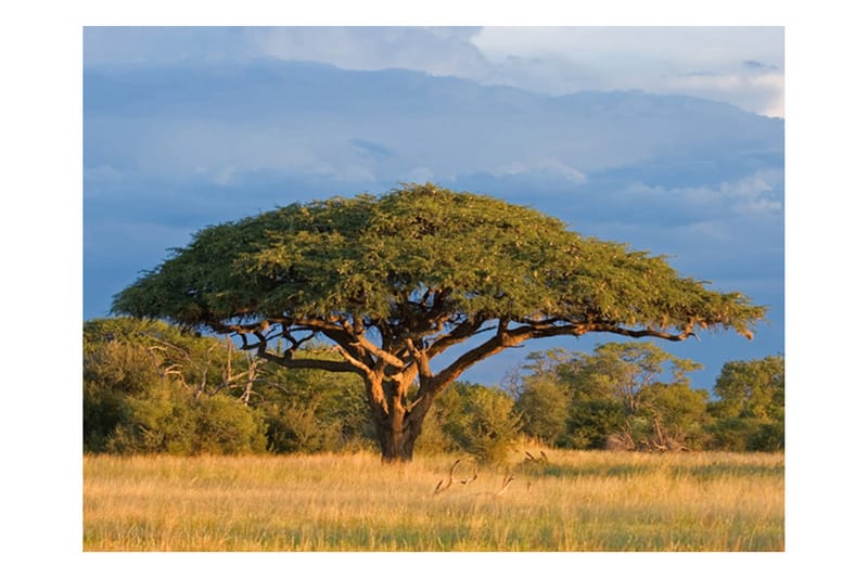 Fototapet Afrikansk Akacie Træ Hwange 300x231 - Artgeist sp. z o. o. - Boligtilbehør - Vægdekoration - Tapeter - Fototapeter