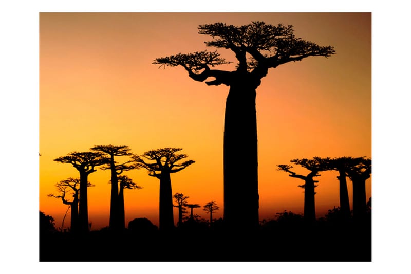 Fototapet Afrikanske Baobab Træ 300x231 - Artgeist sp. z o. o. - Boligtilbehør - Vægdekoration - Tapeter - Fototapeter