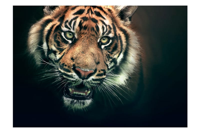 Fototapet Bengal Tiger 250x193 - Artgeist sp. z o. o. - Boligtilbehør - Vægdekoration - Tapeter - Fototapeter