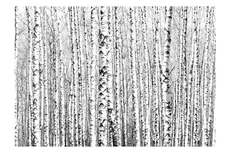 Fototapet Birch Forest 250x175 - Artgeist sp. z o. o. - Boligtilbehør - Vægdekoration - Tapeter - Fototapeter