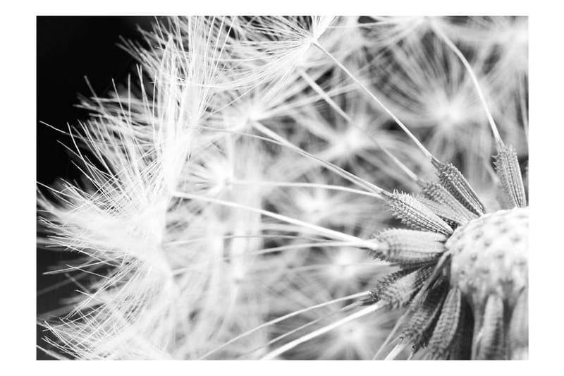 Fototapet Black And White Dandelion 300x210 - Artgeist sp. z o. o. - Boligtilbehør - Vægdekoration - Tapeter - Fototapeter