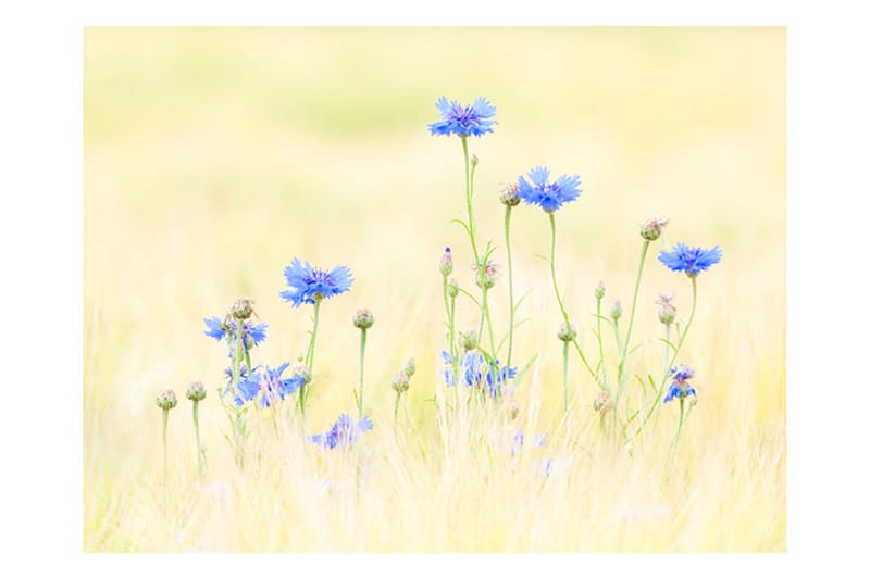 Fototapet Cornflowers 300x231 - Artgeist sp. z o. o. - Boligtilbehør - Vægdekoration - Tapeter - Fototapeter