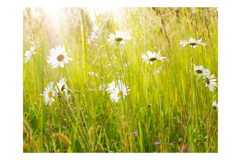 Fototapet Daisy Field 200x154 - Artgeist sp. z o. o. - Boligtilbehør - Vægdekoration - Tapeter - Fototapeter