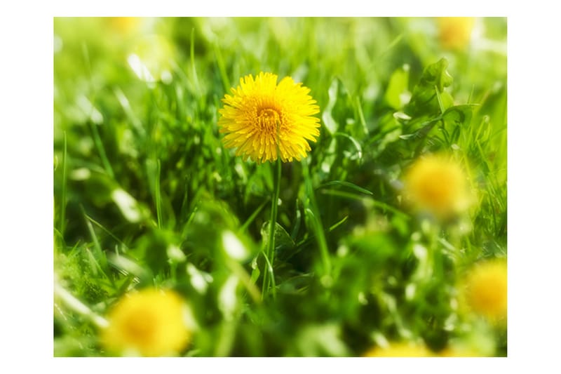 Fototapet Dandelion Blomster 400x309 - Artgeist sp. z o. o. - Boligtilbehør - Vægdekoration - Tapeter - Fototapeter