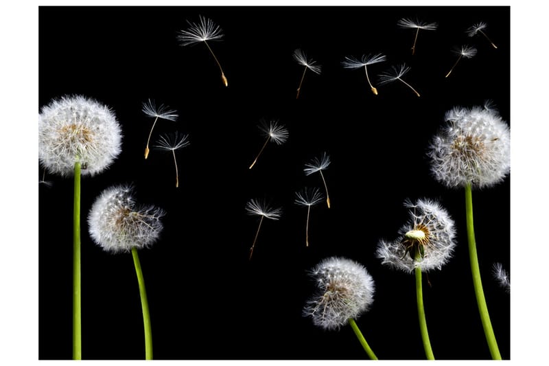 Fototapet Dandelions Wind 200x154 - Artgeist sp. z o. o. - Boligtilbehør - Vægdekoration - Tapeter - Fototapeter