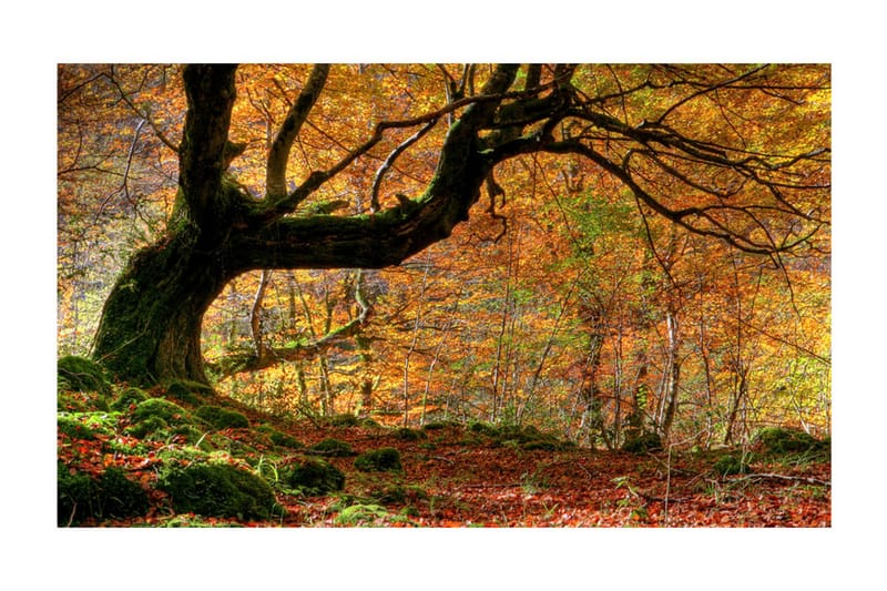 Fototapet Efterår Skov Og Blad 450x270 - Artgeist sp. z o. o. - Boligtilbehør - Vægdekoration - Tapeter - Fototapeter