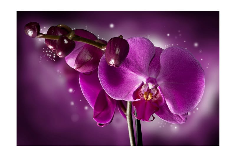 Fototapet Fairy Tale And Orchid 450x270 - Artgeist sp. z o. o. - Boligtilbehør - Vægdekoration - Tapeter - Fototapeter