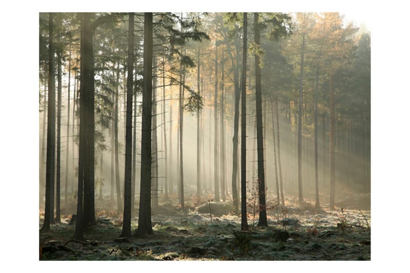 Fototapet Foggy November Morning 350x270 - Artgeist sp. z o. o. - Boligtilbehør - Vægdekoration - Tapeter - Fototapeter