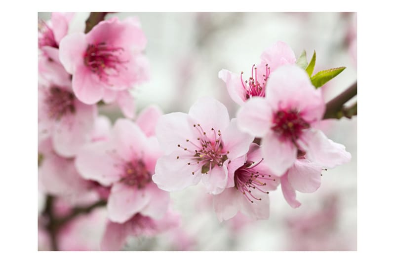 Fototapet Forår Blomstrene Træer Lyserøde Blomster 400x309 - Artgeist sp. z o. o. - Boligtilbehør - Vægdekoration - Tapeter - Fototapeter