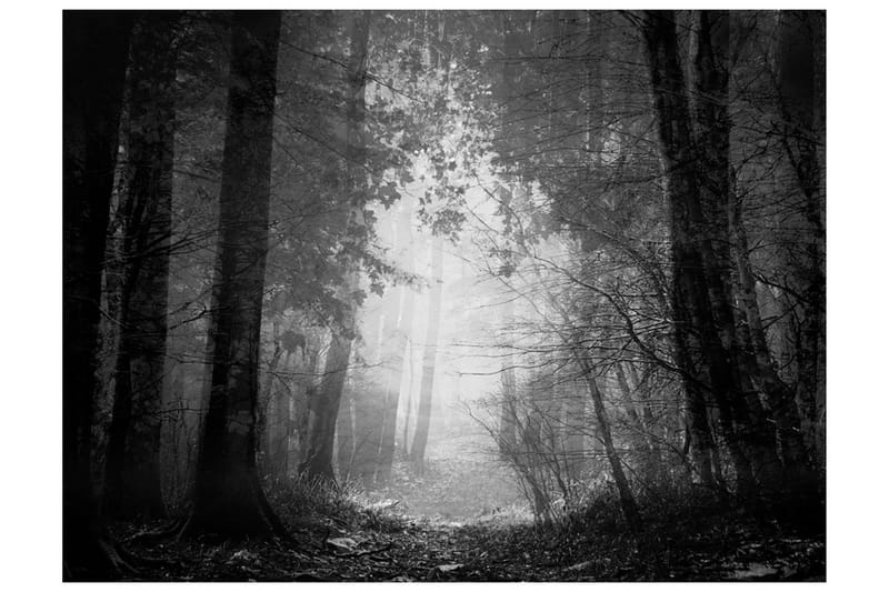 Fototapet Forest Of Shadows 250x193 - Artgeist sp. z o. o. - Boligtilbehør - Vægdekoration - Tapeter - Fototapeter