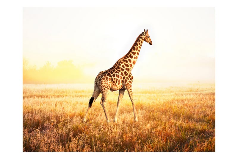 Fototapet Giraffe Go 250x193 - Artgeist sp. z o. o. - Boligtilbehør - Vægdekoration - Tapeter - Fototapeter