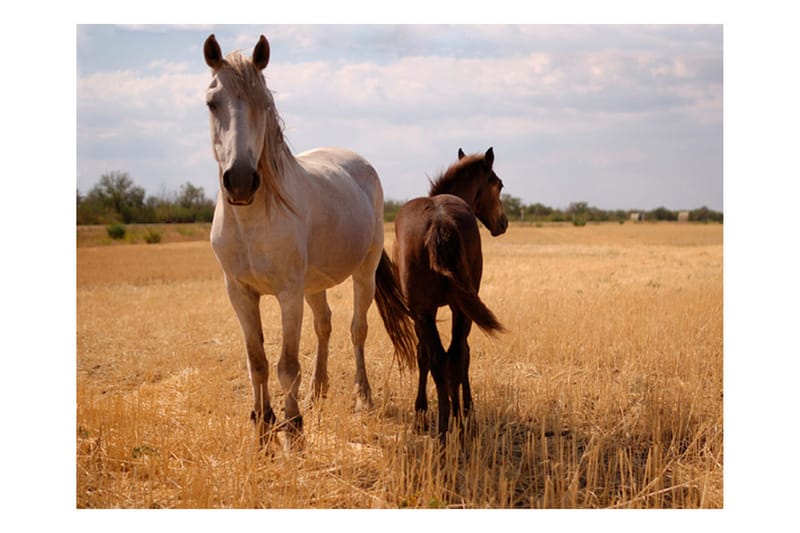 Fototapet Horse And Foal 300x231 - Artgeist sp. z o. o. - Boligtilbehør - Vægdekoration - Tapeter - Fototapeter