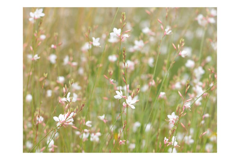 Fototapet Hvide Følsomme Blomster 300x231 - Artgeist sp. z o. o. - Boligtilbehør - Vægdekoration - Tapeter - Fototapeter