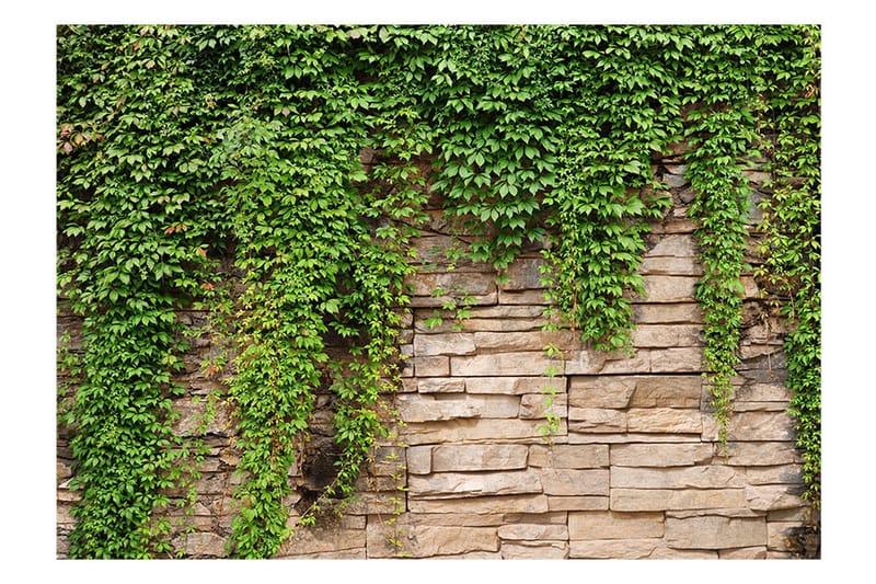 Fototapet Ivy Wall 300x210 - Artgeist sp. z o. o. - Boligtilbehør - Vægdekoration - Tapeter - Fototapeter