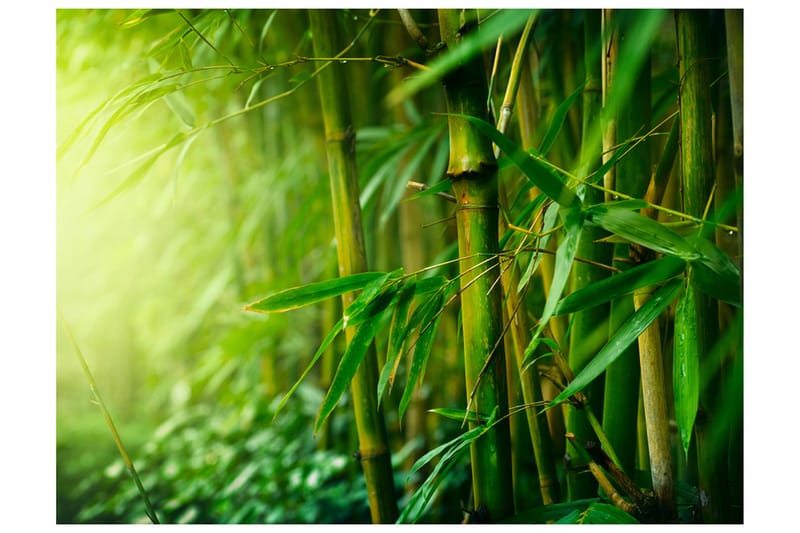 Fototapet Jungle Bamboo 300x231 - Artgeist sp. z o. o. - Boligtilbehør - Vægdekoration - Tapeter - Fototapeter