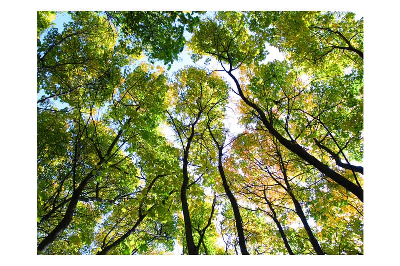 Fototapet Looking Up At The Trees 300x231 - Artgeist sp. z o. o. - Boligtilbehør - Vægdekoration - Tapeter - Fototapeter