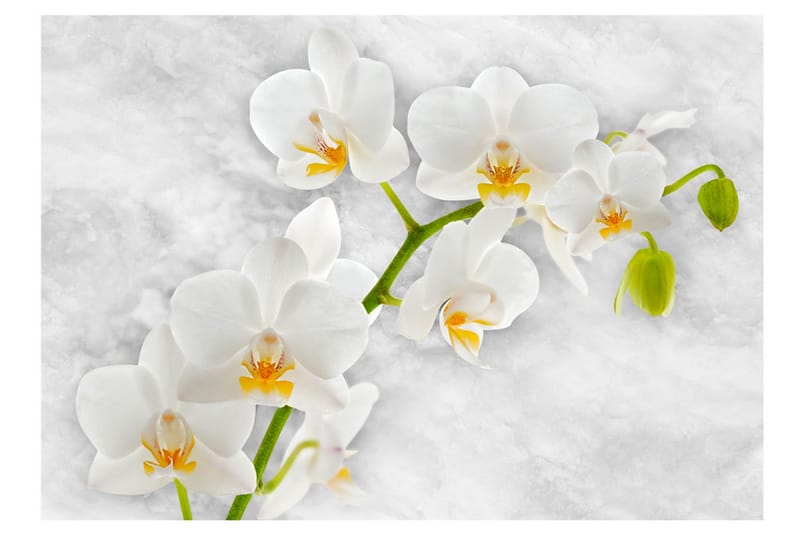 Fototapet Lyrical Orchid White 250x175 - Artgeist sp. z o. o. - Boligtilbehør - Vægdekoration - Tapeter - Fototapeter