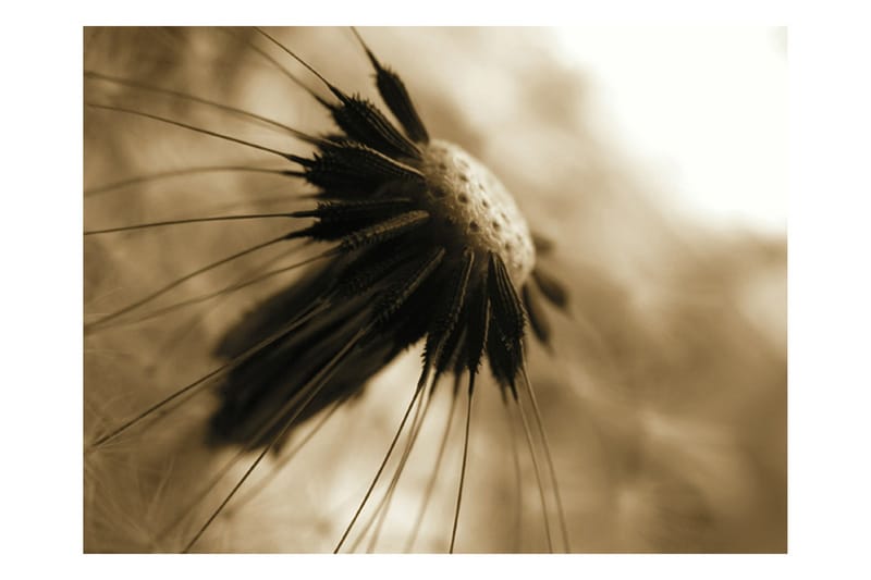 Fototapet Mælkebøtte Sepia 400x309 - Artgeist sp. z o. o. - Boligtilbehør - Vægdekoration - Tapeter - Fototapeter