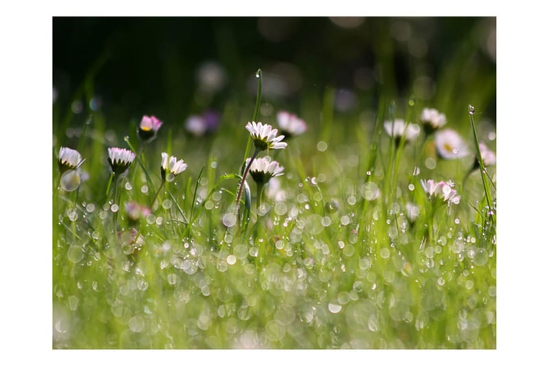 Fototapet Margueritter Med Morgendug 350x270 - Artgeist sp. z o. o. - Boligtilbehør - Vægdekoration - Tapeter - Fototapeter