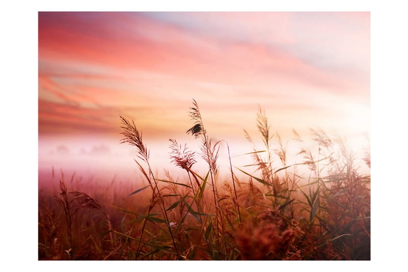 Fototapet Morning Meadow 200x154 - Artgeist sp. z o. o. - Boligtilbehør - Vægdekoration - Tapeter - Fototapeter