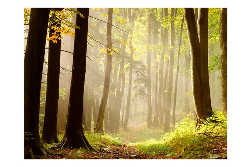 Fototapet Mysterious Forest Path 300x231 - Artgeist sp. z o. o. - Boligtilbehør - Vægdekoration - Tapeter - Fototapeter