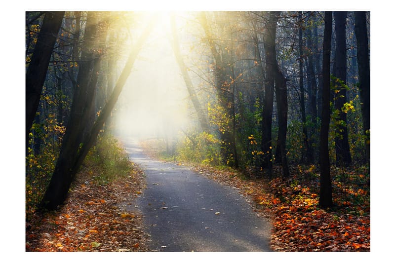 Fototapet Road Through The Forest 100x70 - Artgeist sp. z o. o. - Boligtilbehør - Vægdekoration - Tapeter - Fototapeter