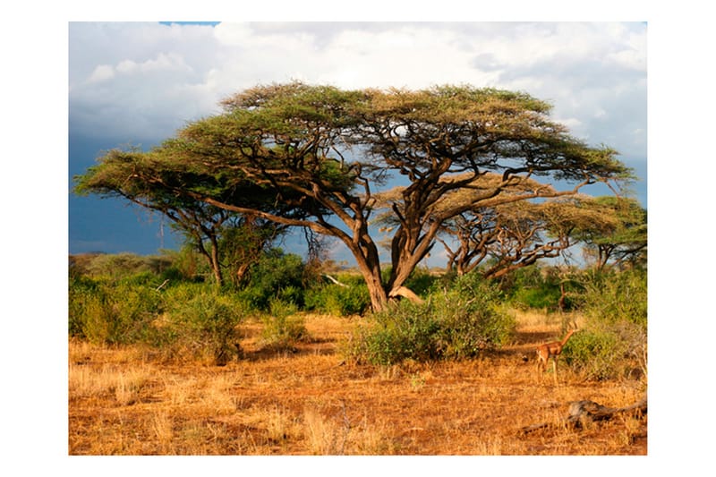 Fototapet Samburu National Reserve Kenya 350x270 - Artgeist sp. z o. o. - Boligtilbehør - Vægdekoration - Tapeter - Fototapeter