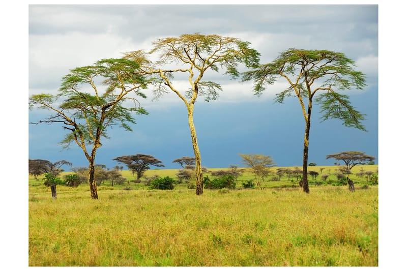 Fototapet Savanna Trees 300x231 - Artgeist sp. z o. o. - Boligtilbehør - Vægdekoration - Tapeter - Fototapeter