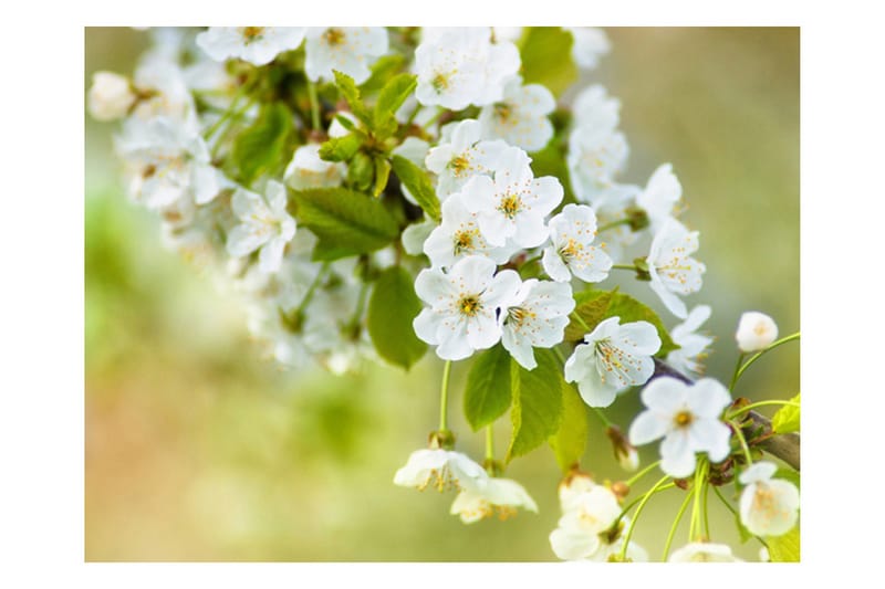 Fototapet Smukke Følsomme Kirsebær Blomster 300x231 - Artgeist sp. z o. o. - Boligtilbehør - Vægdekoration - Tapeter - Fototapeter