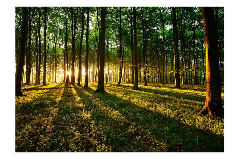 Fototapet Spring Morning In The Forest 200x140 - Artgeist sp. z o. o. - Boligtilbehør - Vægdekoration - Tapeter - Fototapeter