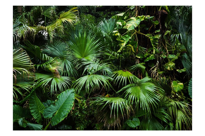 Fototapet Sunny Jungle 100x70 - Artgeist sp. z o. o. - Boligtilbehør - Vægdekoration - Tapeter - Fototapeter